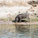 BWA NW Chobe 2016DEC04 River 047 : 2016, 2016 - African Adventures, Africa, Botswana, Chobe River, Date, December, Month, Northwest, Places, Southern, Trips, Year